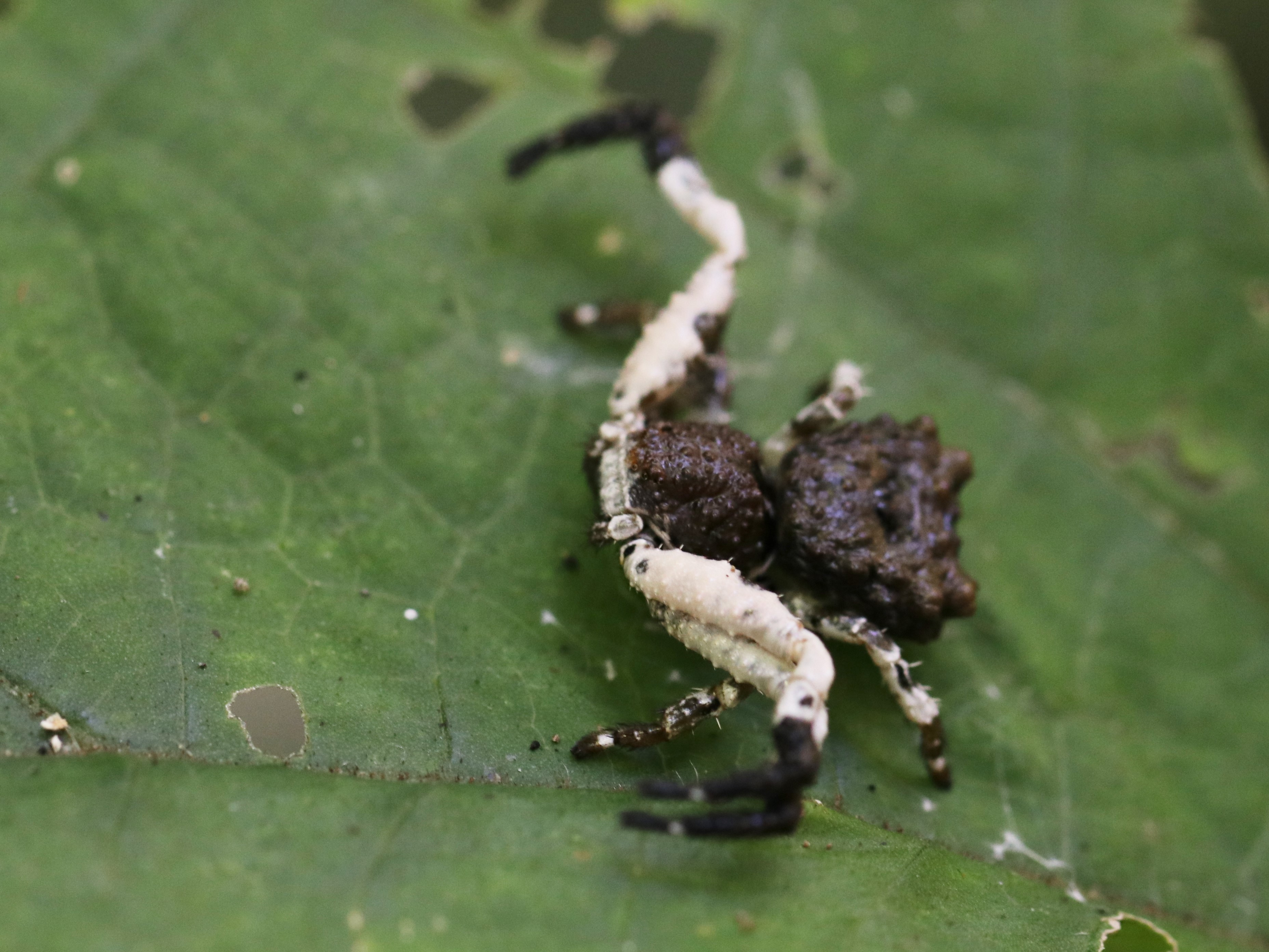 カトウツケオグモ